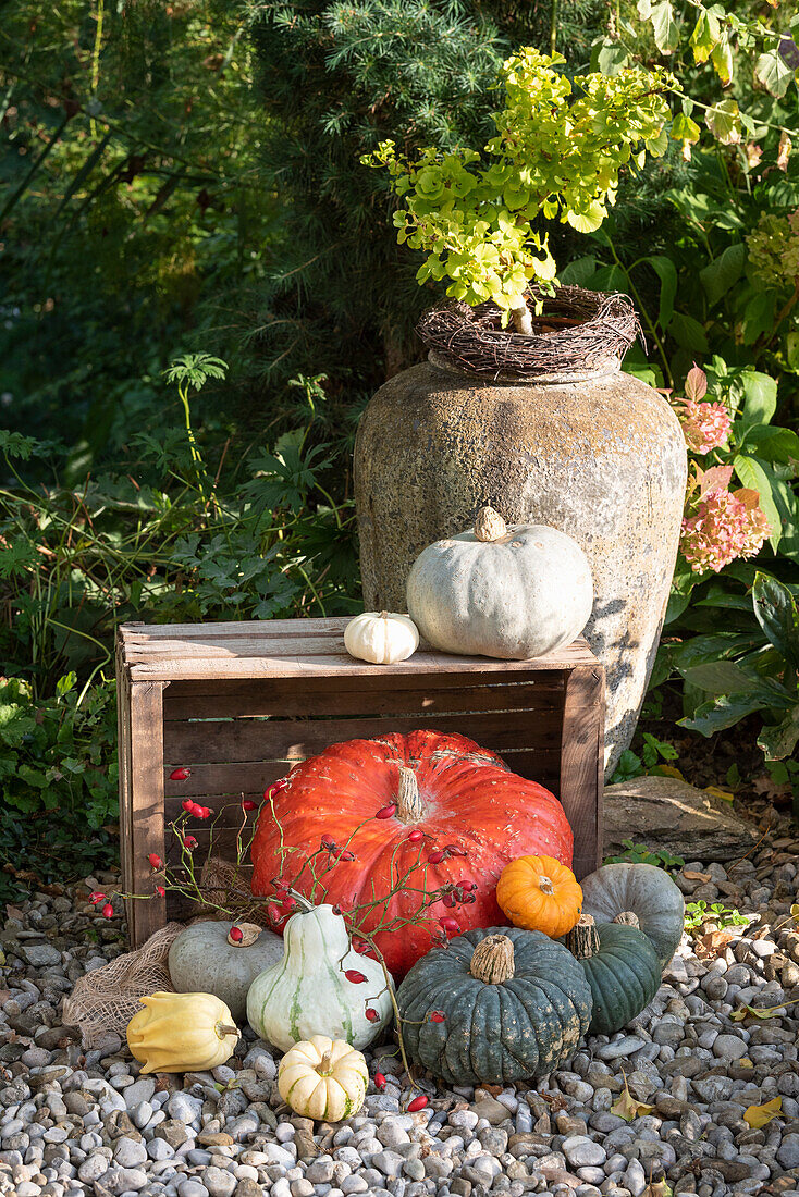 Herbstliche Kürbisdekoration auf Kiesweg im Garten