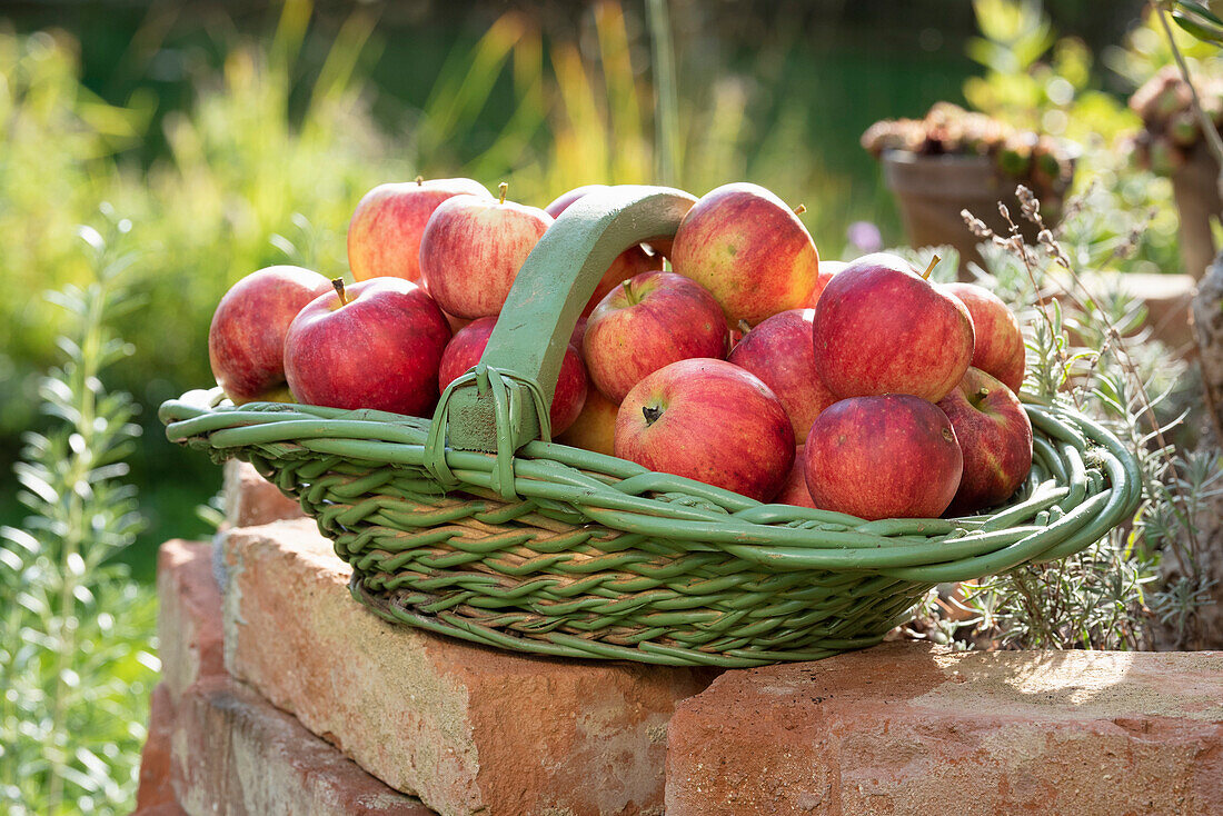 Basket with freshly harvested apples on a garden wall