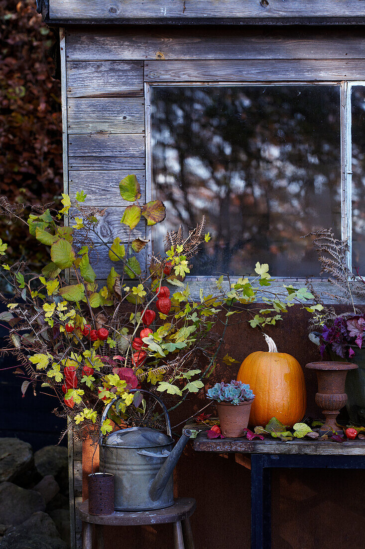 Herbstliche Gartendeko mit Kürbis und Sukkulenten vor Fenster