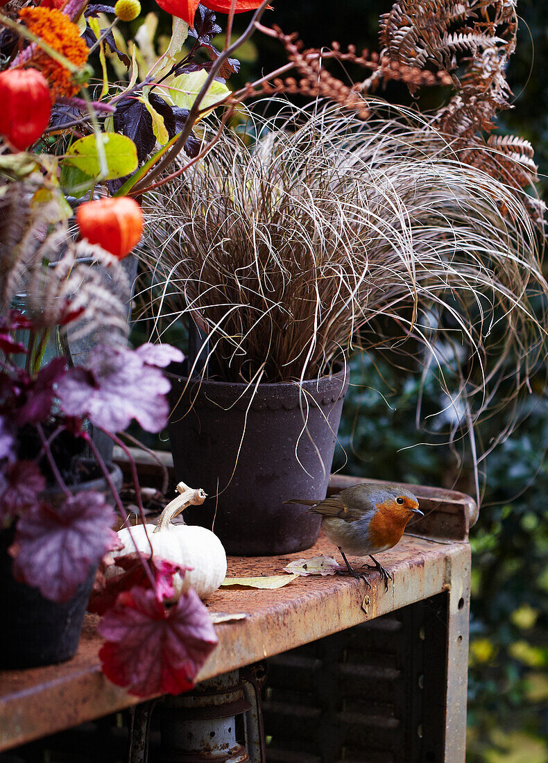 Pflanzen auf verwittertem Tisch im Garten