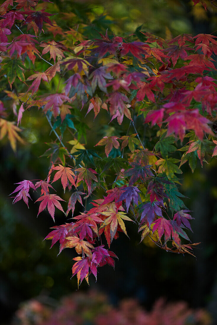 Bunte Herbstblätter im natürlichen Licht