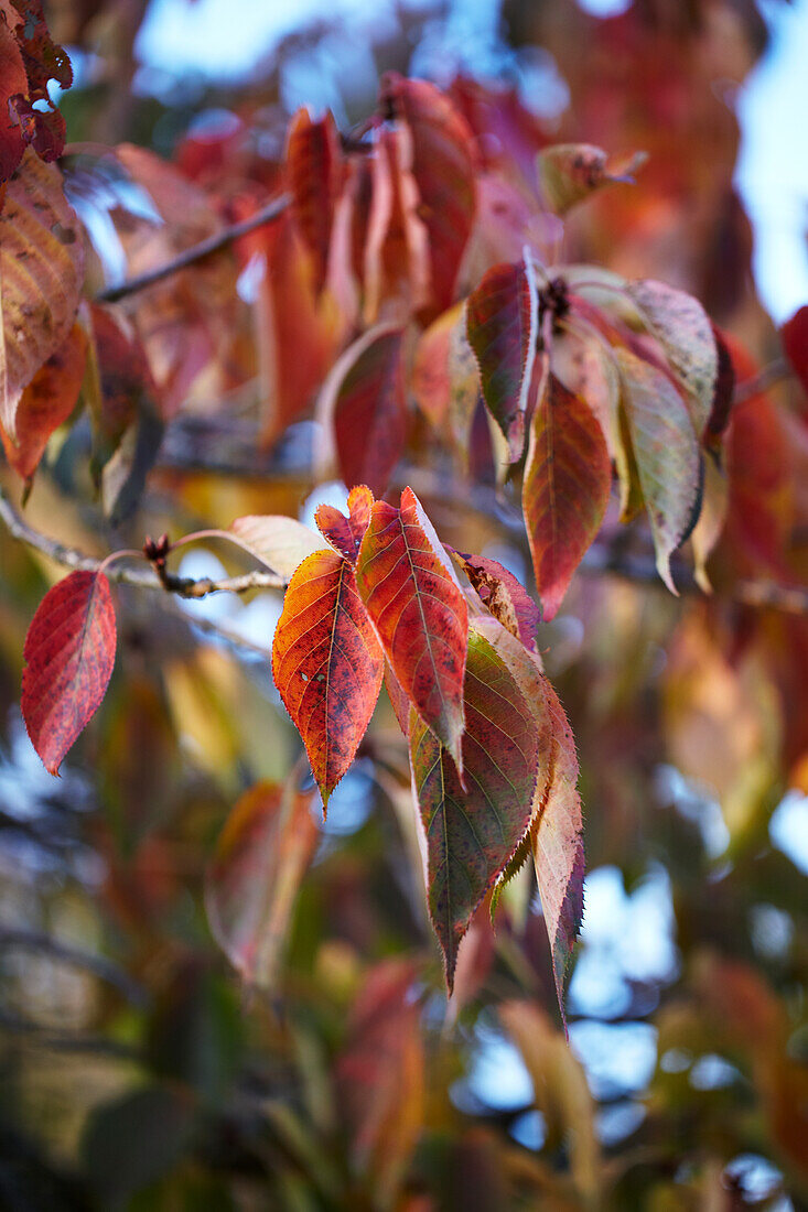 Herbstlaub von Kirschbäumen im Sonnenlicht