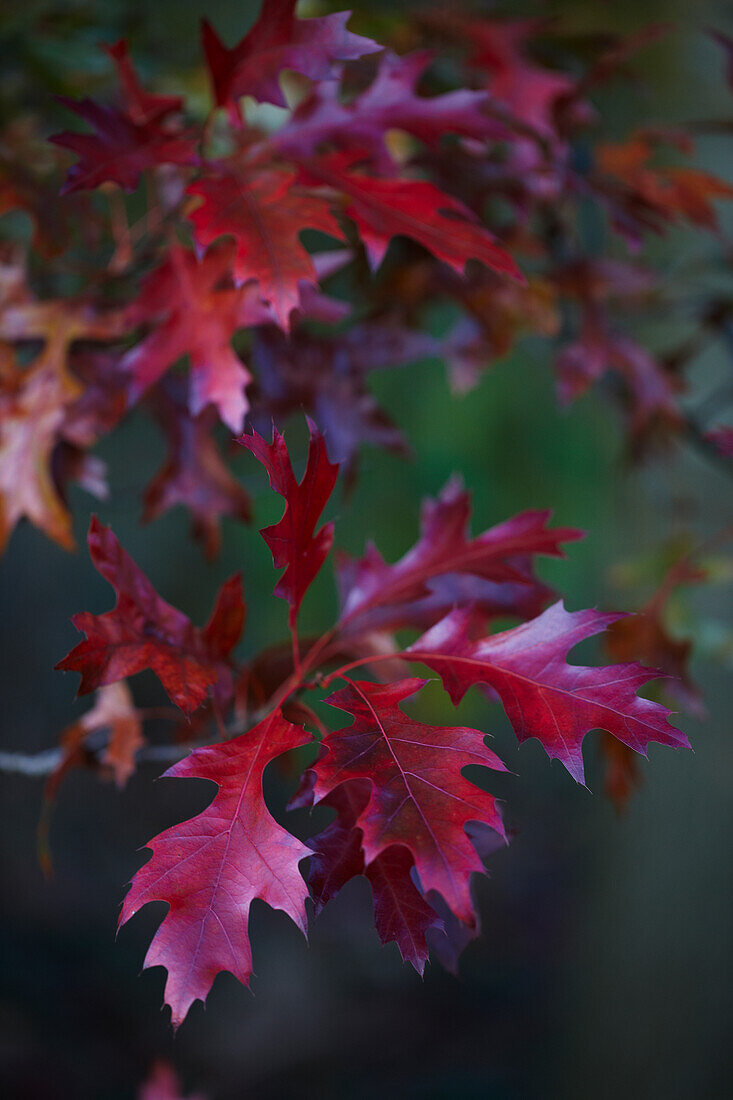 Red autumn leaves