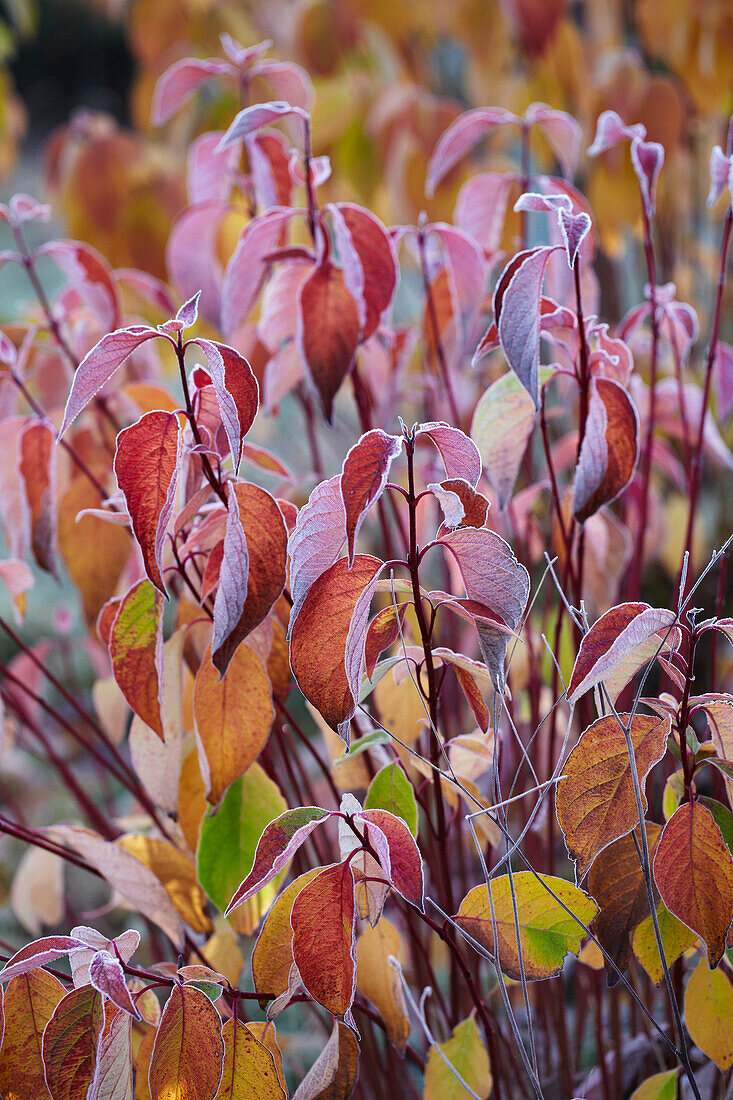 Herbstliche Laubfärbung an Zweigen eines Strauches im Garten