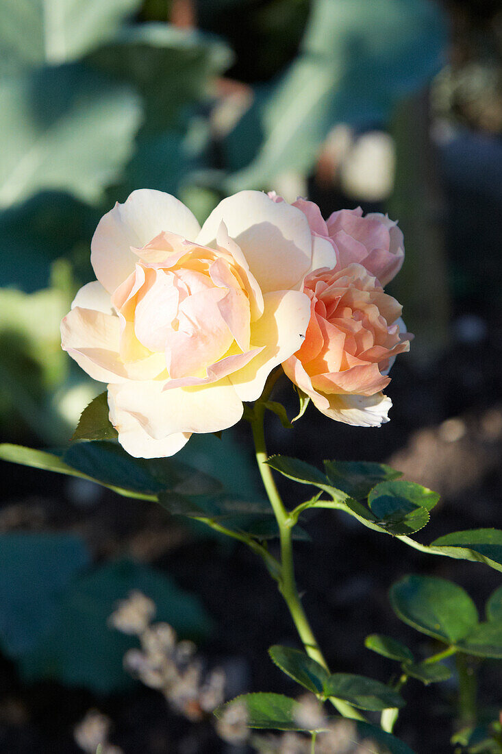 Rosen im Garten bei Tageslicht