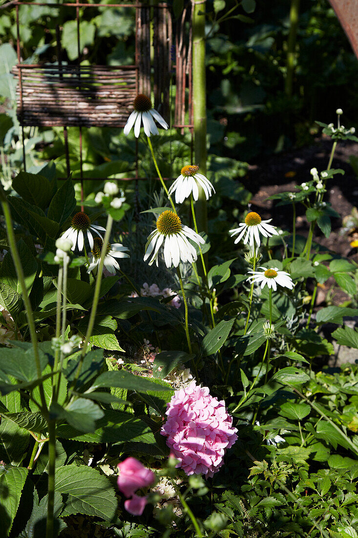 Coneflower and peony in the summer garden bed