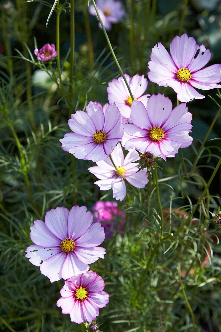 Cosmea im Sommergarten