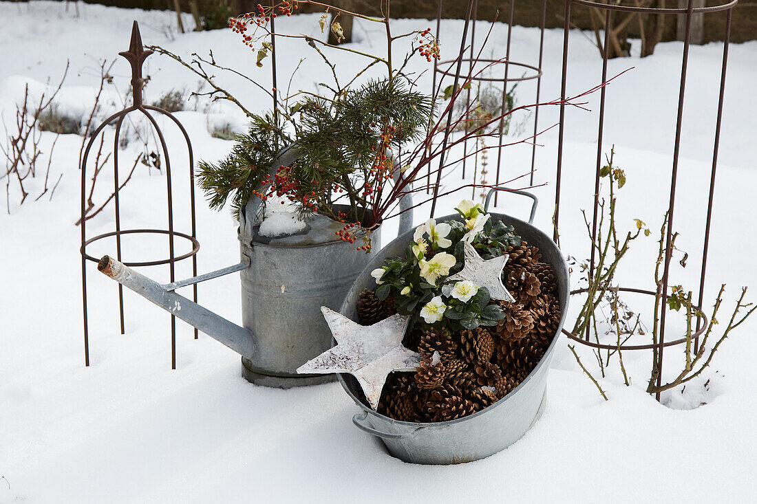 Winter garden decoration with Christmas roses in a zinc tub in the snow