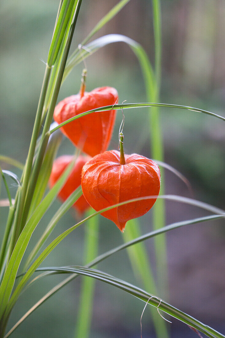 Chinese lanterns tied to grass with silver wire