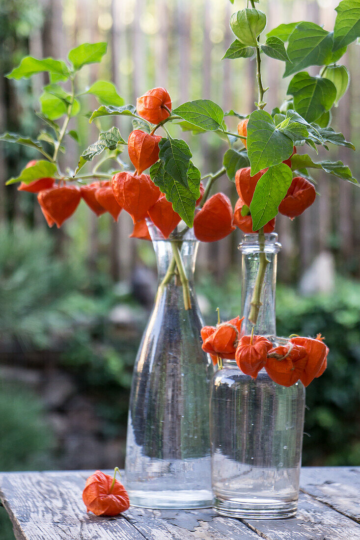 Lampion flowers in old water jugs, wreath of lampion flowers