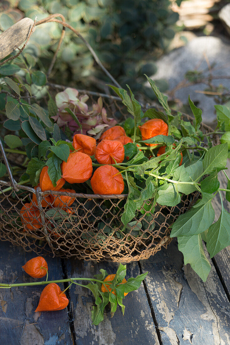 Chinese lanterns in a wire basket