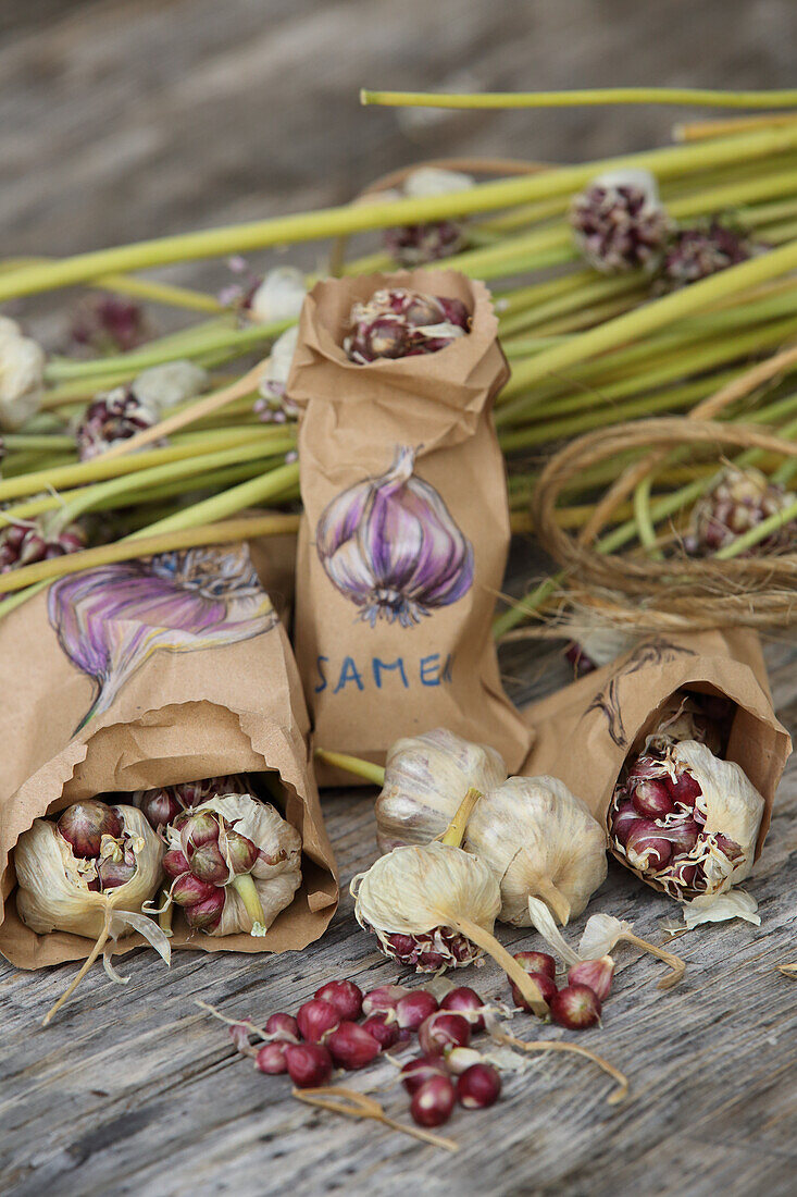 Garlic forms its seeds above ground - the incubating bulb