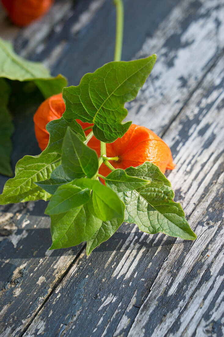 Lampion flowers on a wooden table