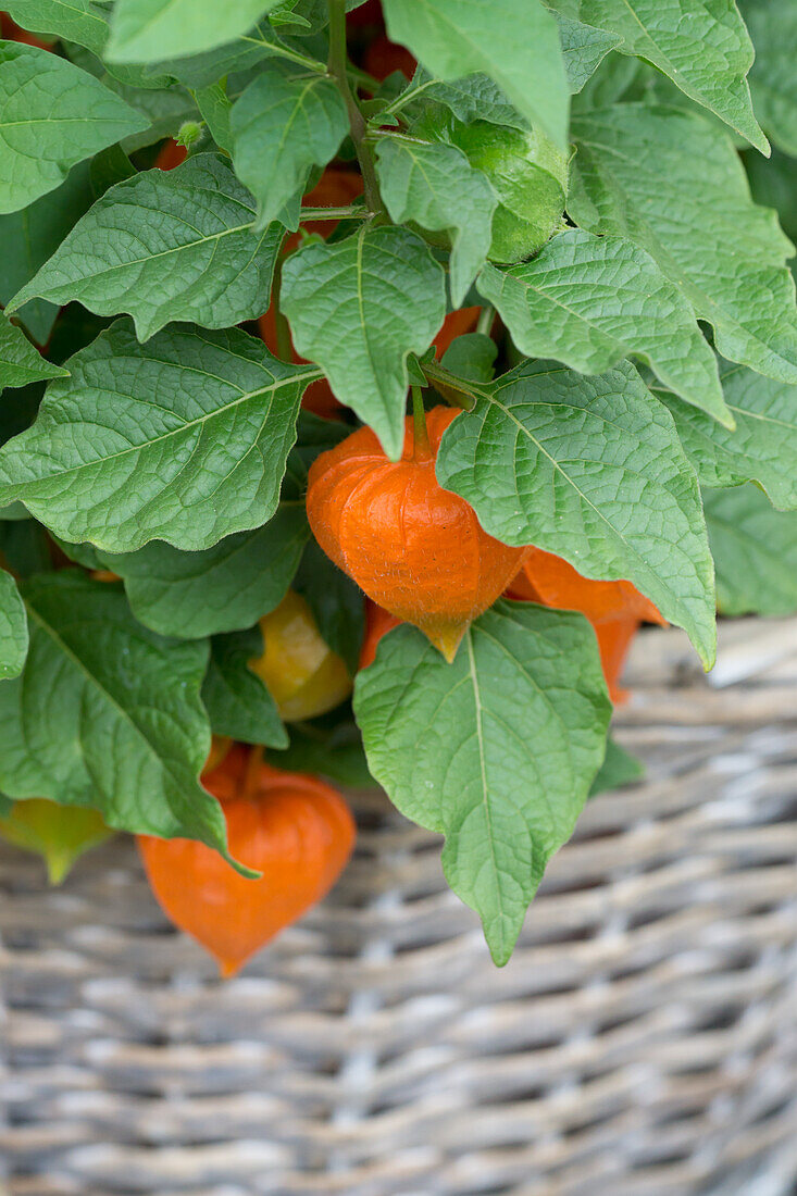 A basket of Chinese lanterns