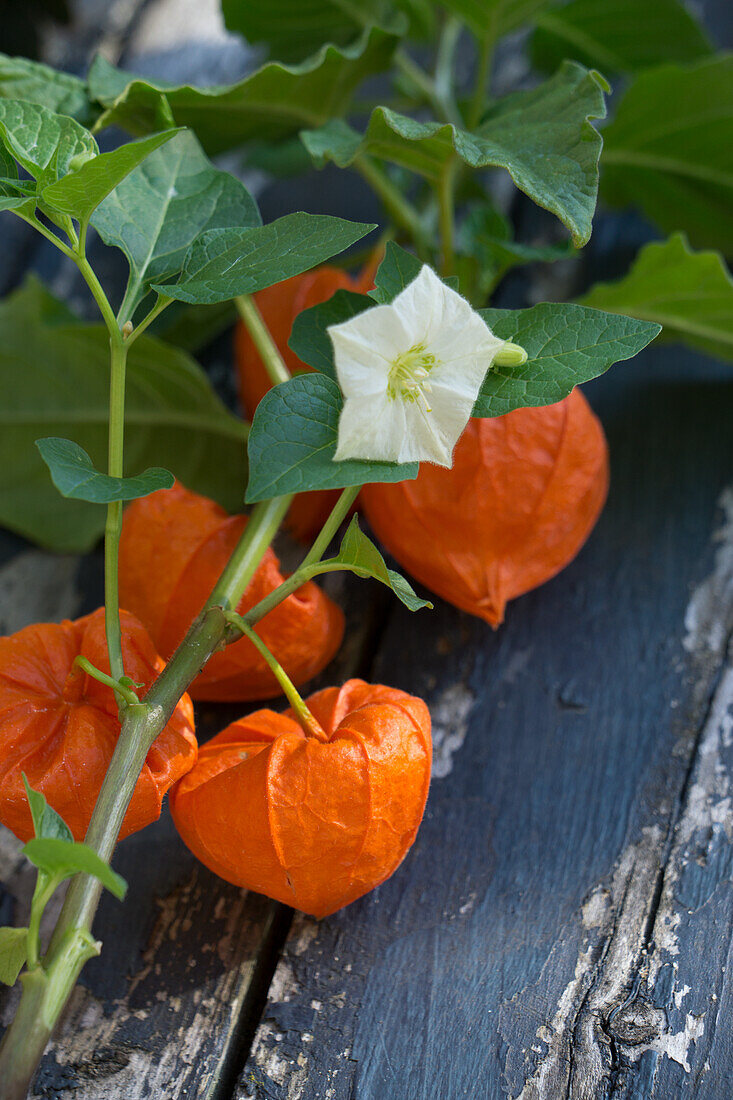 Zweig mit Lampionblumen und und mit Lampionblüte