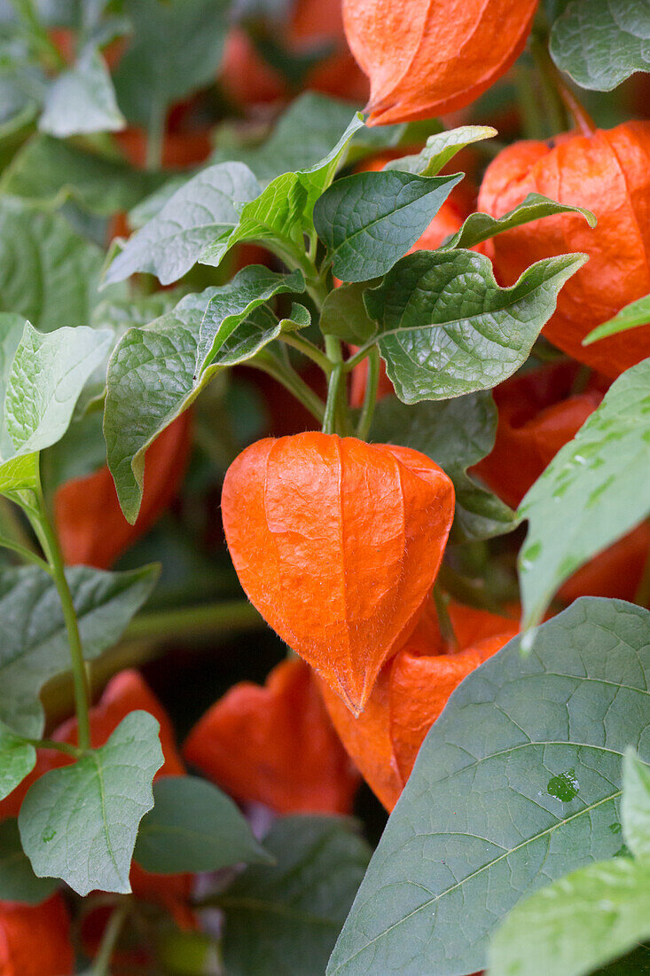 Chinese lantern flowers on a plant