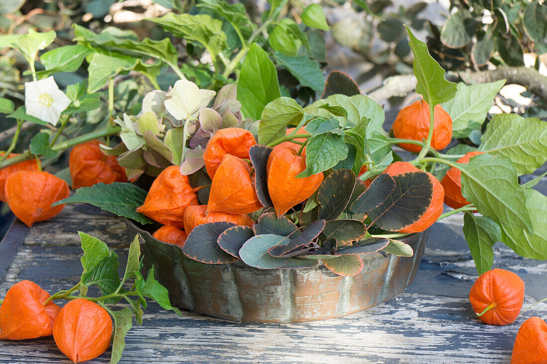 Copper bowl filled with lantern flowers, hydrangea and wig bushes