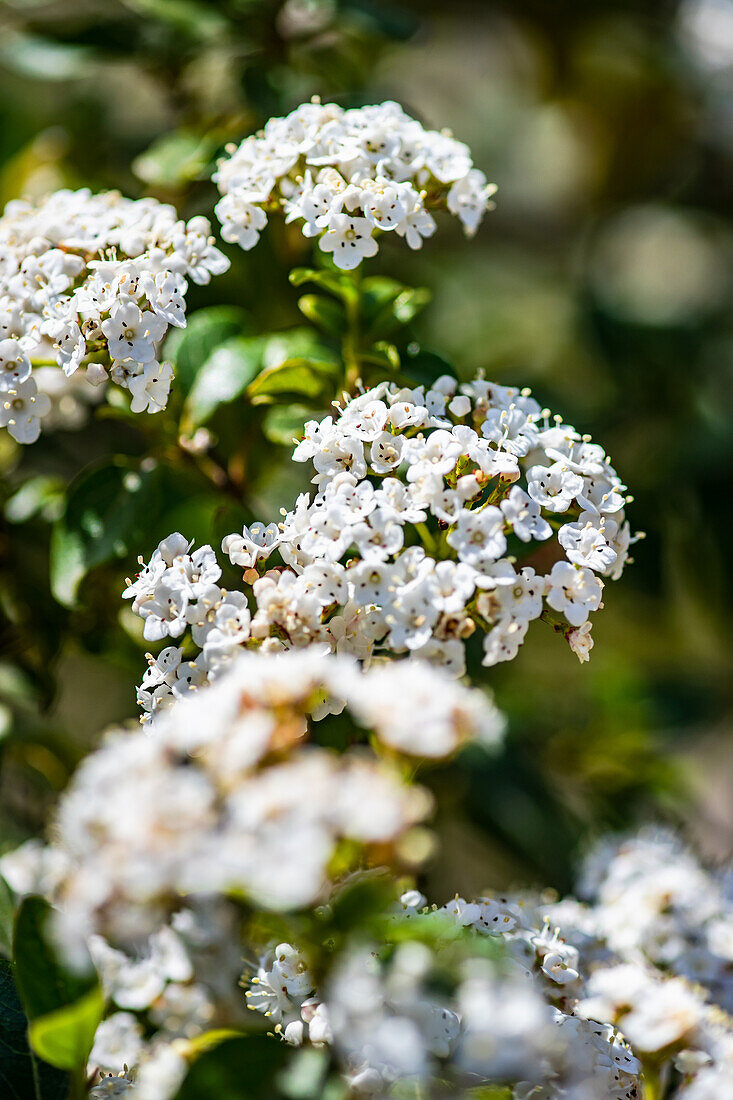 Close up of Lantana bush flowers in a spring garden