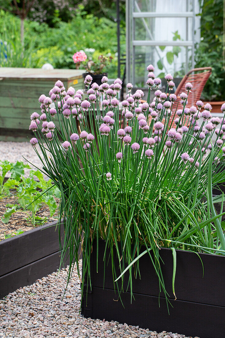 Blühender Schnittlauch (Allium schoenoprasum) in Hochbeet