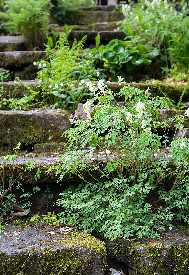 Old overgrown stone steps in a garden