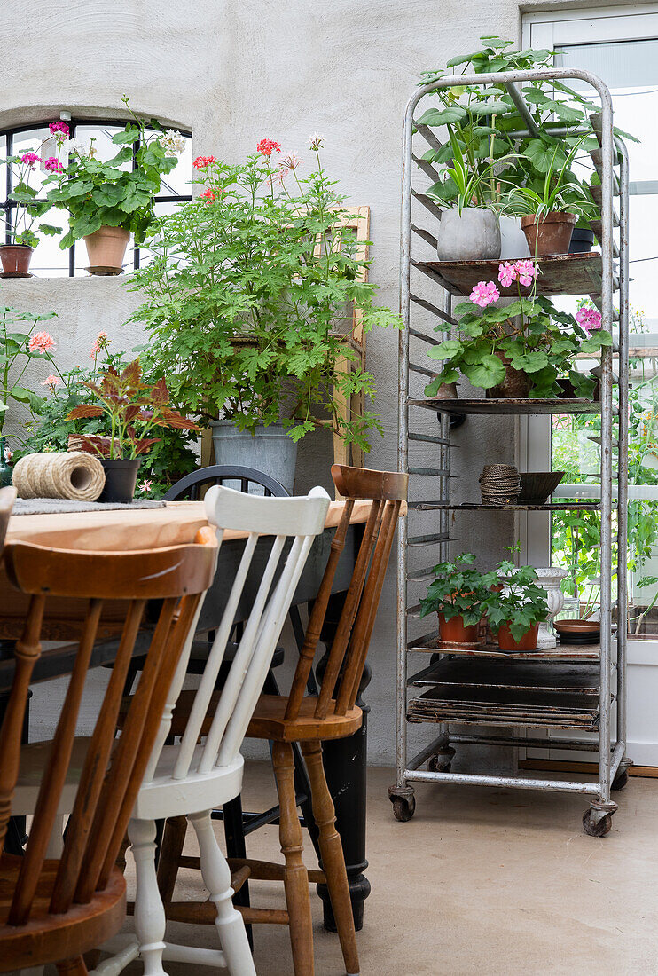 Winter garden with trolley, lots of plants and rustic wooden chairs