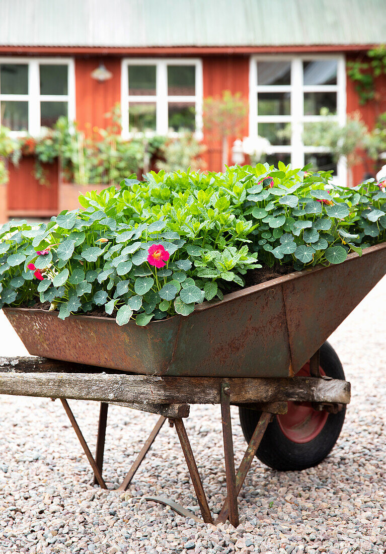 Planted old wheelbarrow in front of a red wooden house
