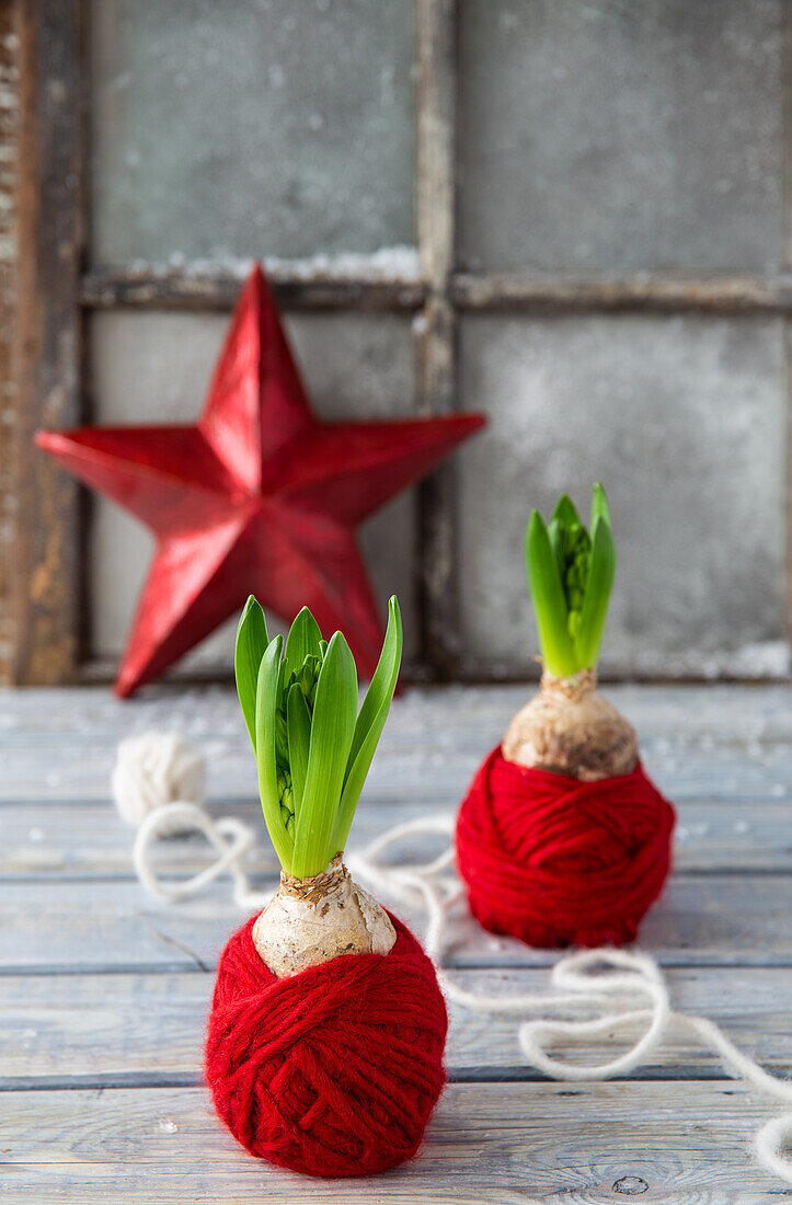 Hyacinths (Hyacinthus) bulbs wrapped in red wool on a wooden table