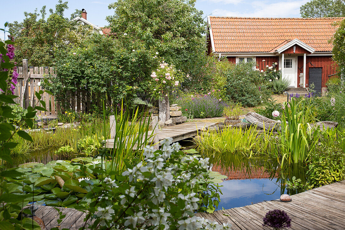 View of a garden pond with wooden footbridge and house
