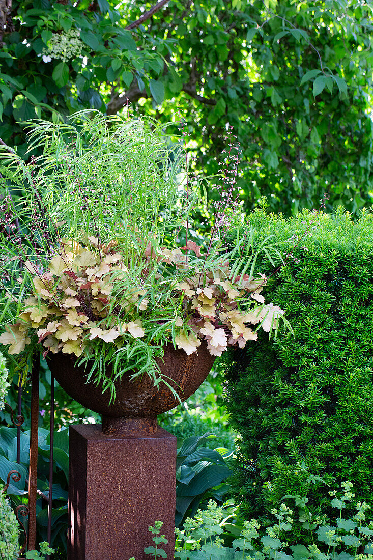 Planted bowl with perennials in the summer garden