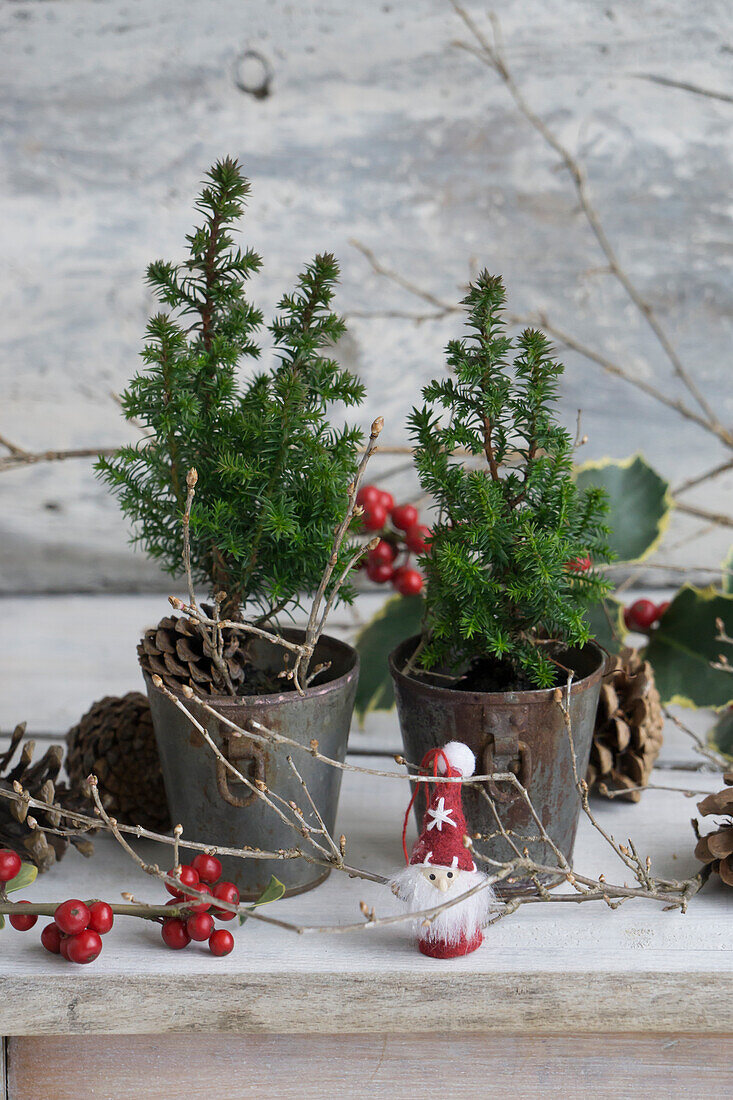 Mini conifer trees in tin pots, with pinecones, holly and felt gnomes