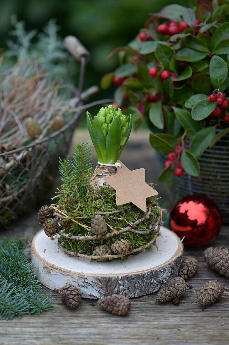 Hyacinth wrapped in moss, decorated with a candle and a paper star