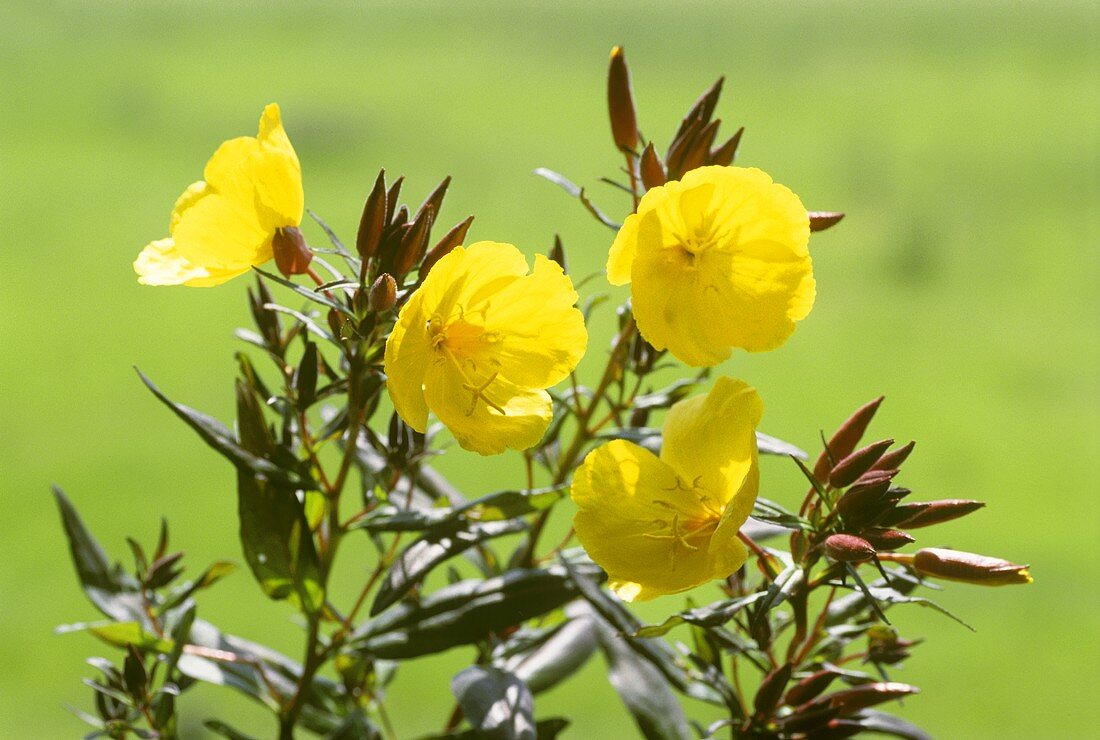 Evening primrose, stalks with leaves & flowers (outdoors) 