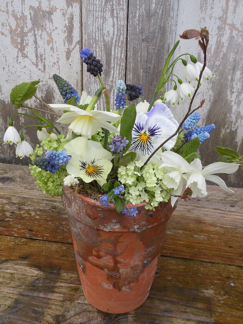 A bouquet of spring flowers in a terracotta pot