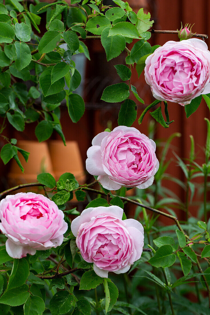 Climbing Rose 'Constance Spry '