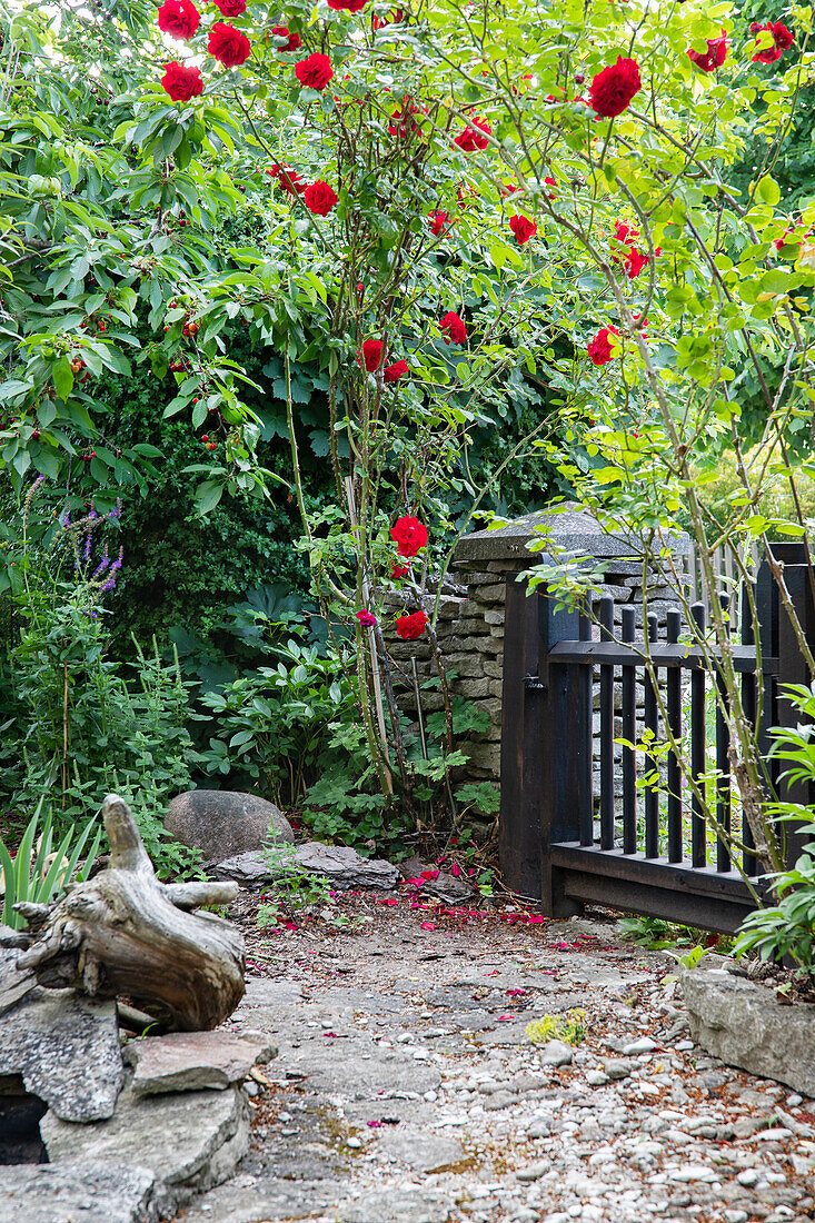 Red climbing rose at the garden gate