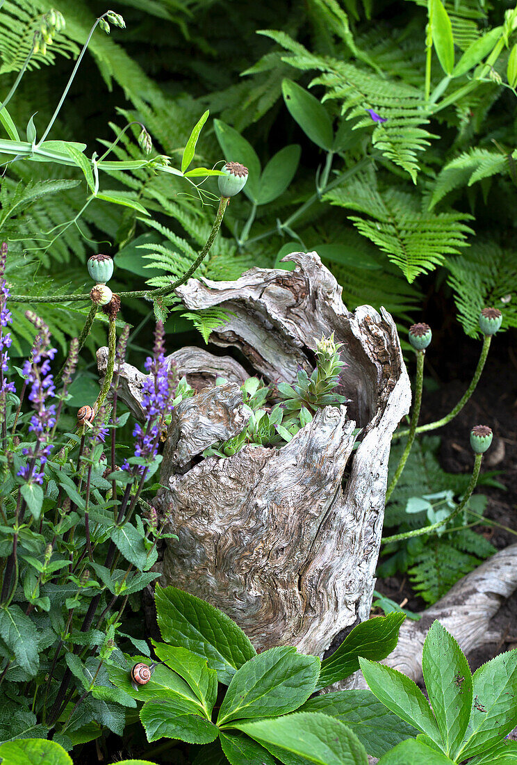 Hollow wooden stump between plants