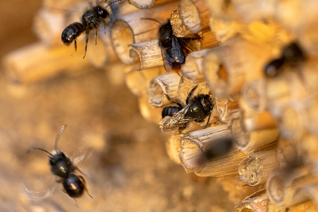 Insektenhotel (Close up)