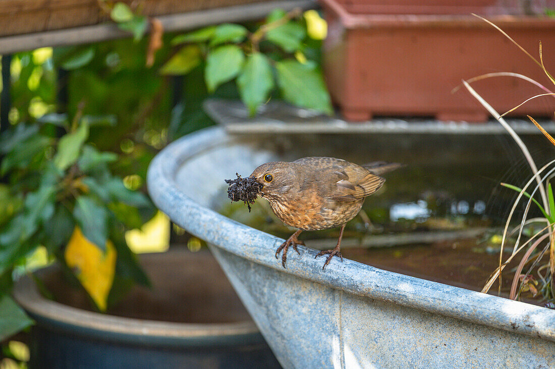 Young blackbird perched on the rim of the the bird bath