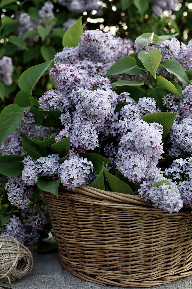Purple lilacs in a basket