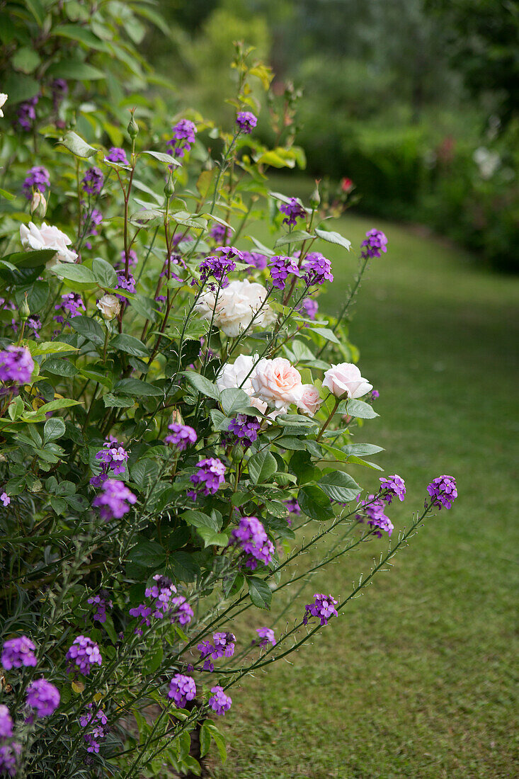 Pink roses and purple Goldlack in the garden