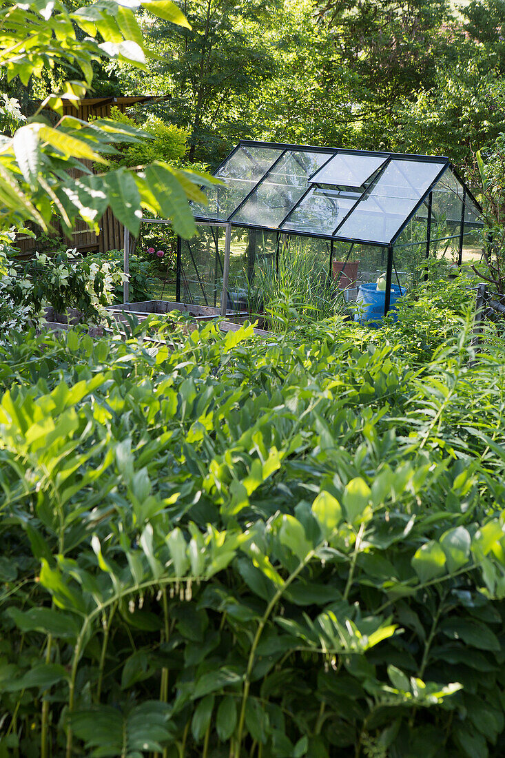 Blick auf Gewächshaus im Garten, im Vordergrund Weißwurzen (Polygonatum)
