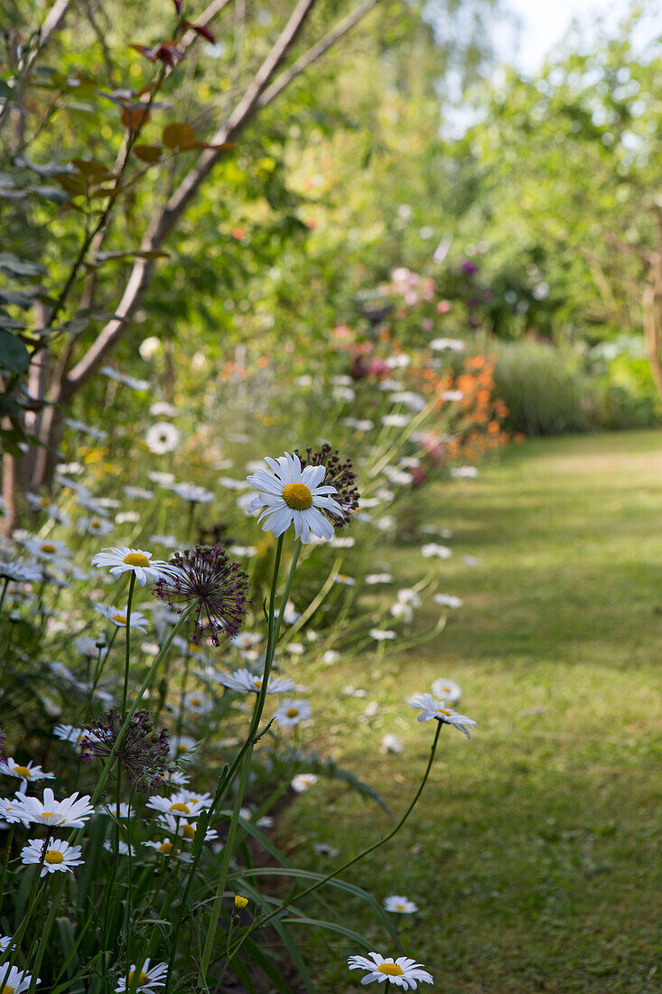 Daisies in the garden