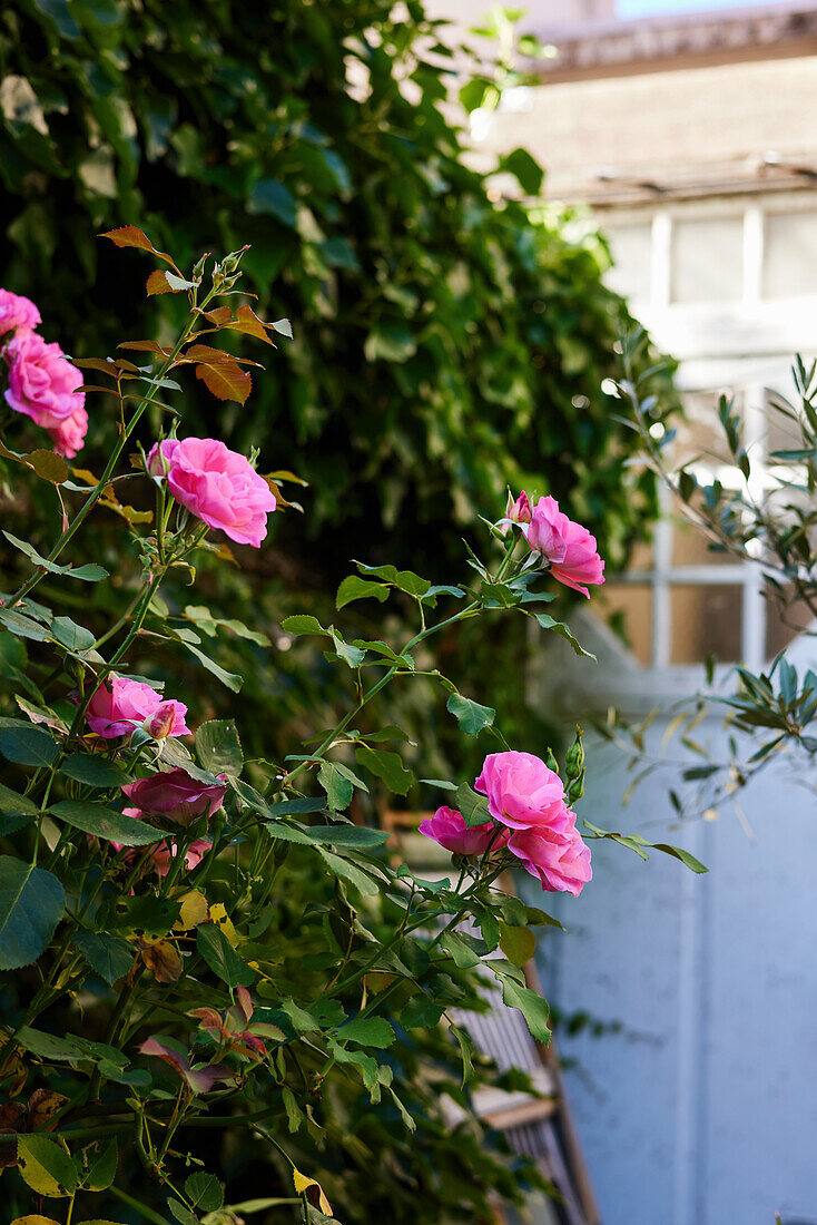 Pink flowering roses