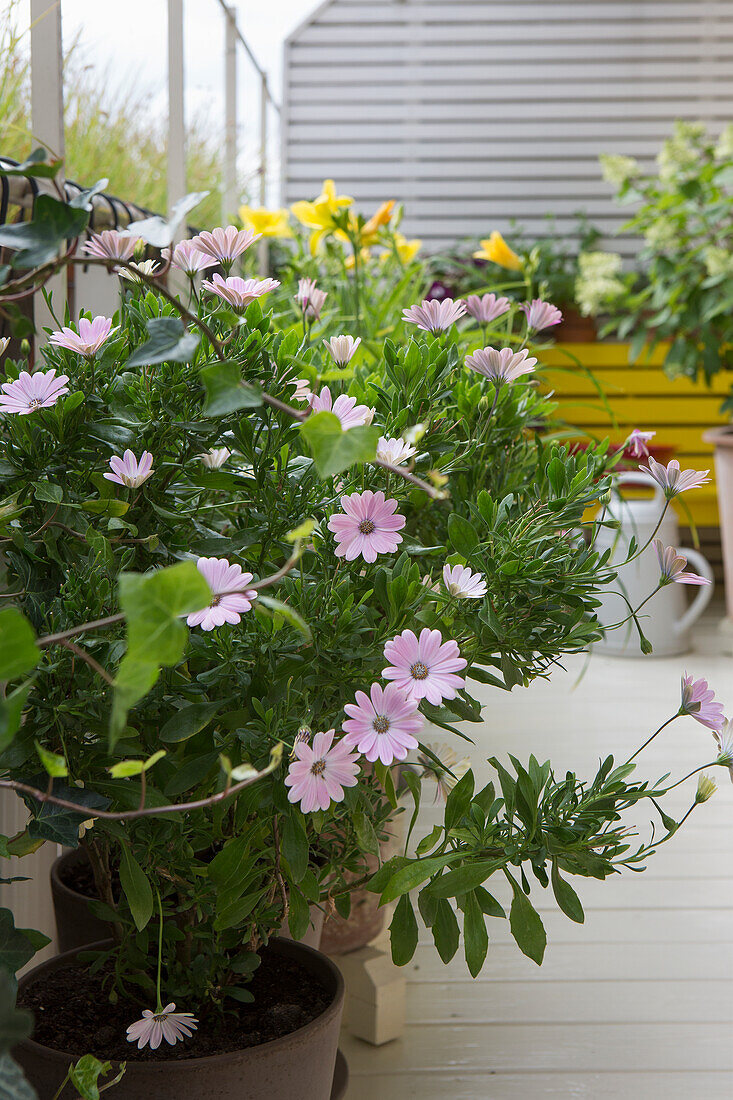 Blühendes Sternauge (Asteriscus maritimus) auf der Terrasse