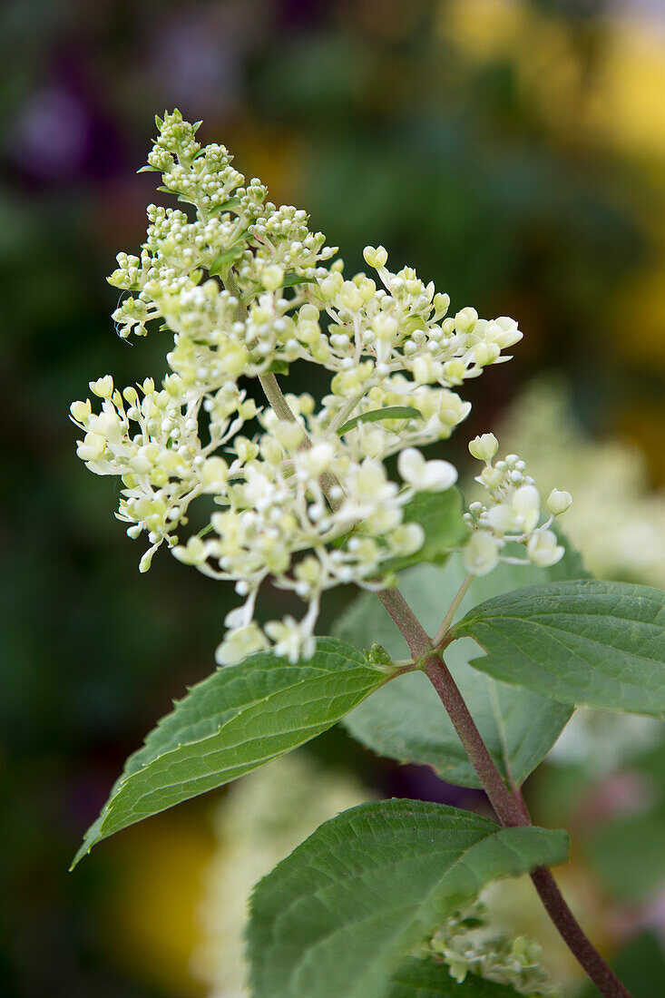 Blühende Rispenhortensie (Hydrangea paniculata)