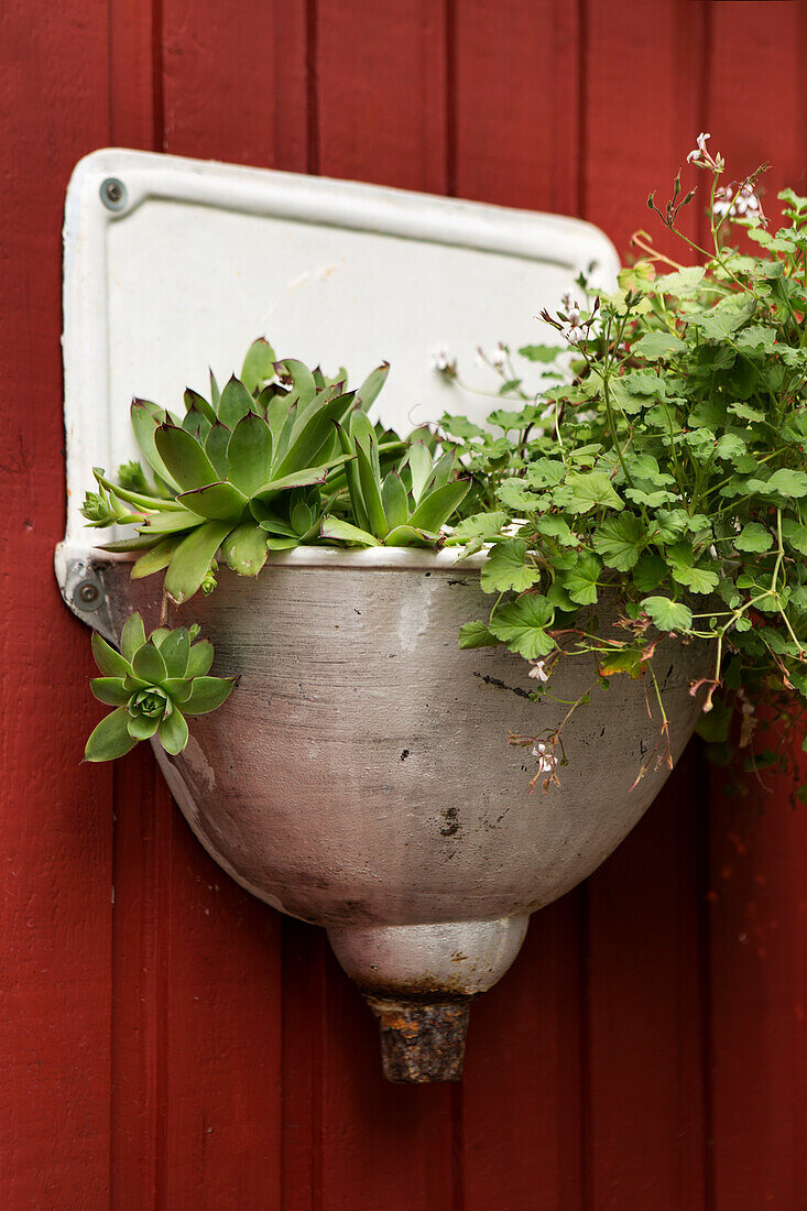 Houseleek and sweet scented geranium in an enameled antique sink on a red-brown wooden wall
