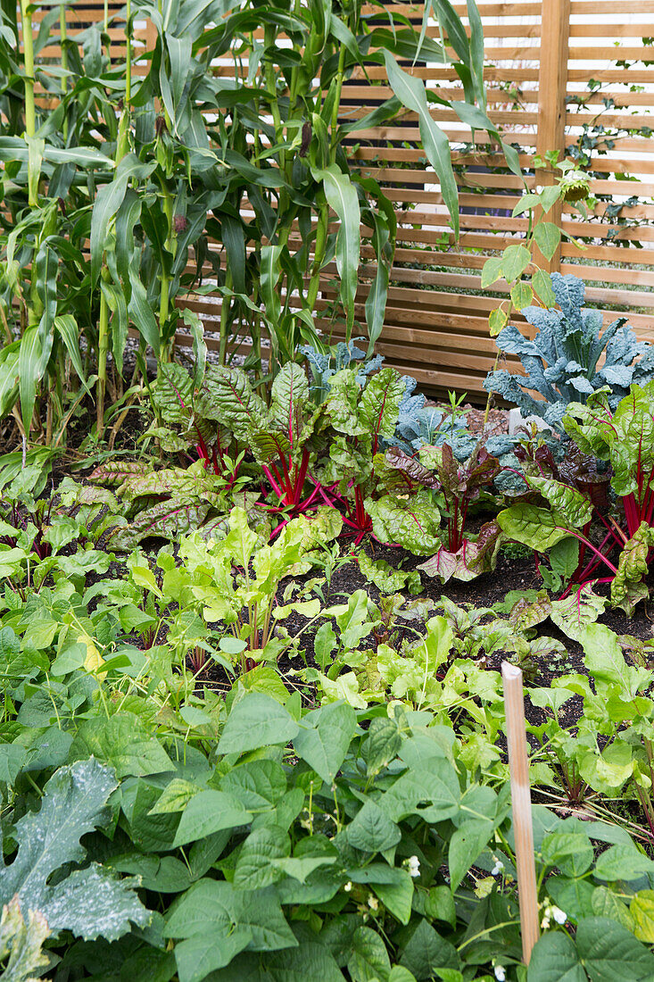 Vegetable and herb garden with chard, corn and bush beans in midsummer