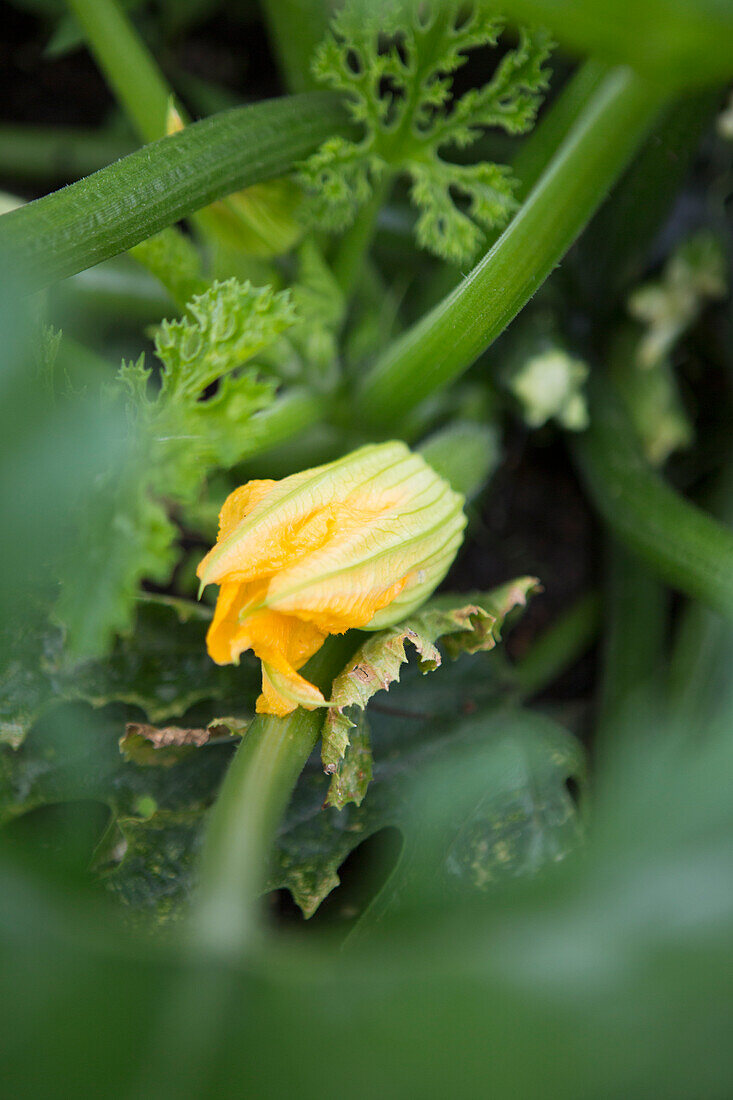 Zucchiniblüte (Cucurbita pepo) im heimischen Garten im Sommer