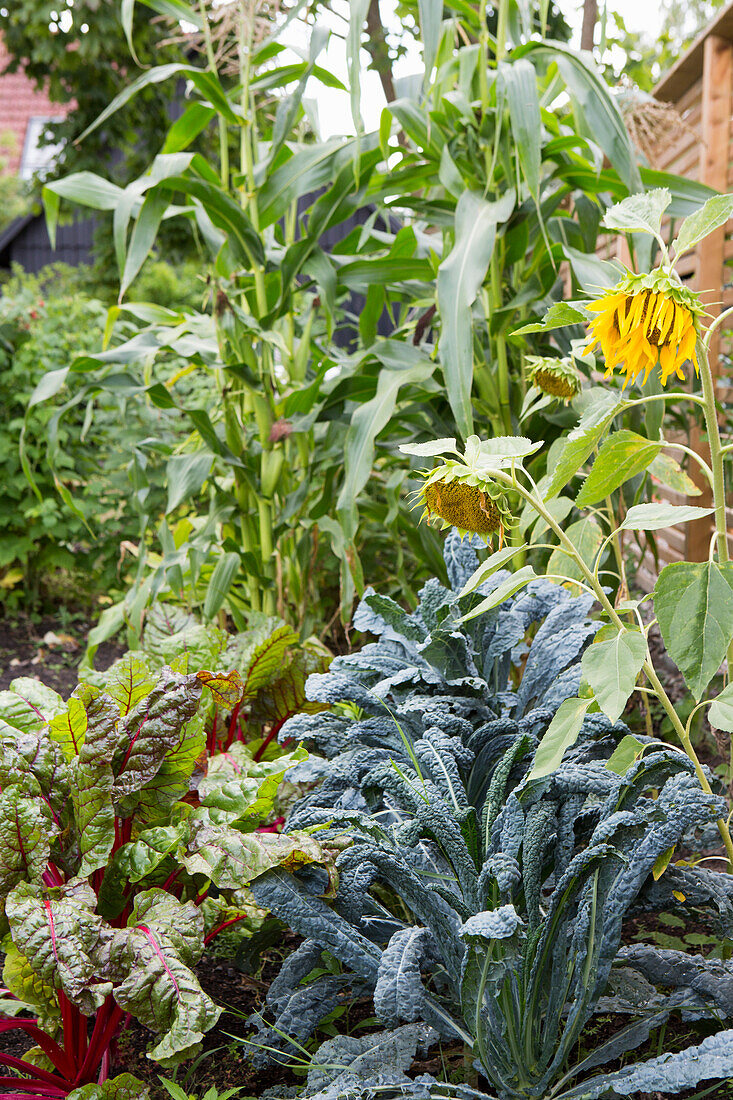 Gemüsegarten mit Mangold, Grünkohl und Sonnenblumen im Sommer