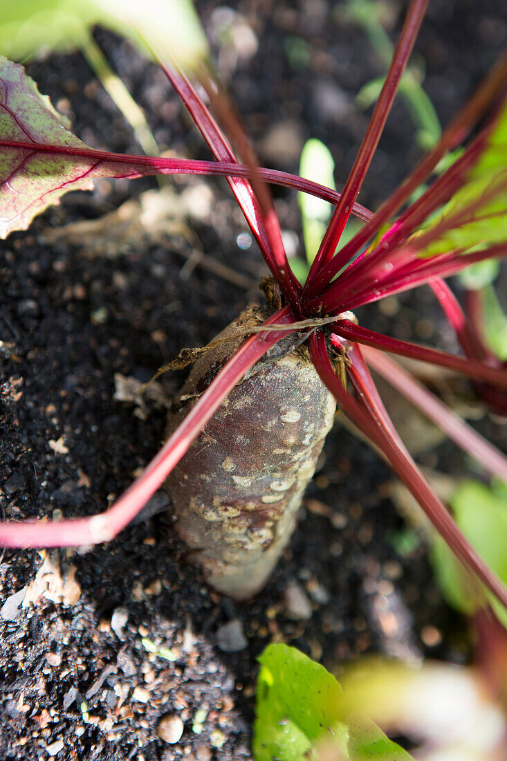 Beetroot (Beta vulgaris) in the vegetable patch shortly before harvesting